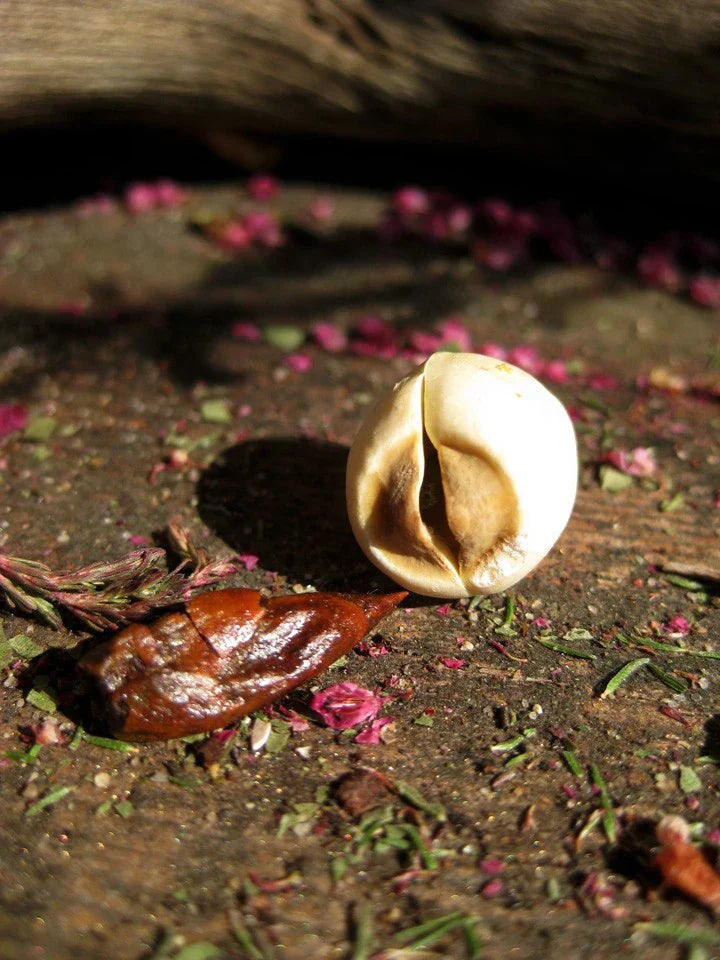 A Guide to Adam & Eve Roots: Botanical Amulets for Lasting Love