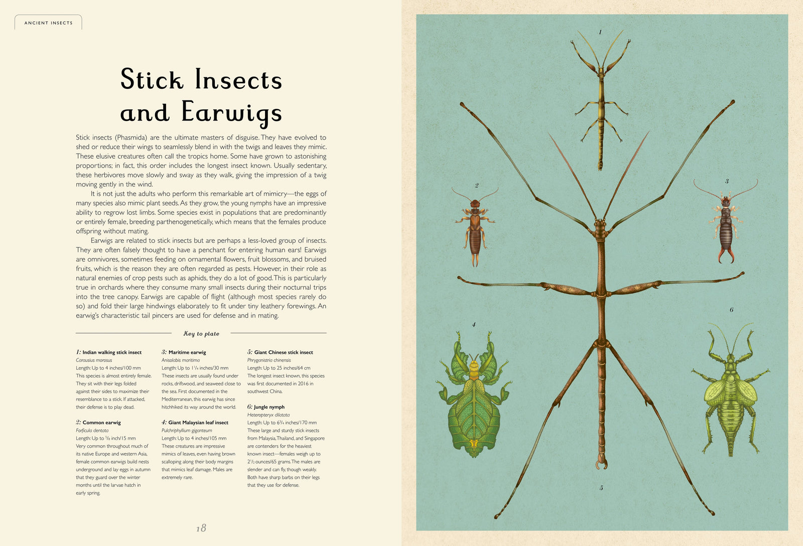 Insectarium: A Captivating Illustrated Guide to the World of Bugs