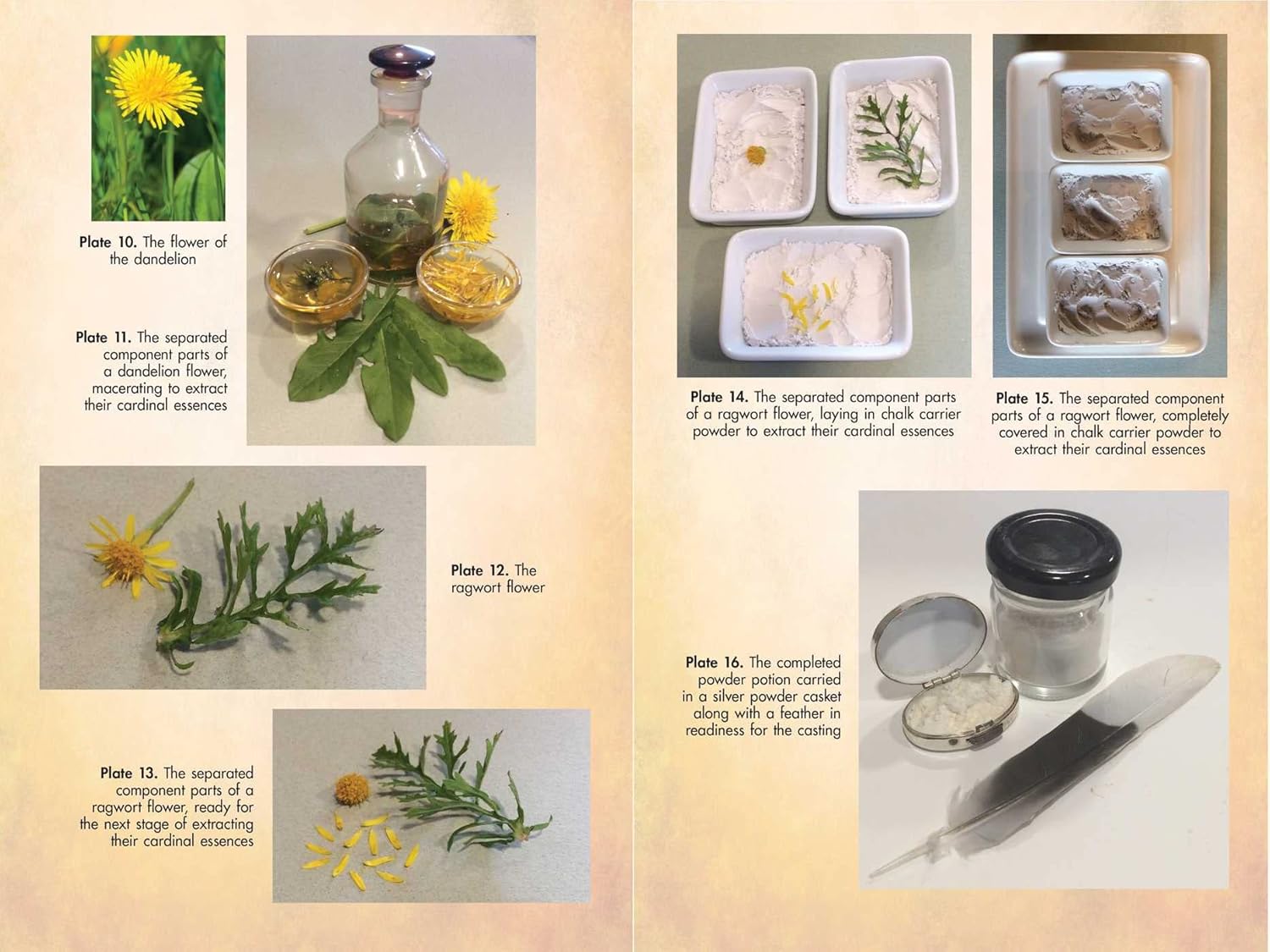 Flower Magic of the Druids