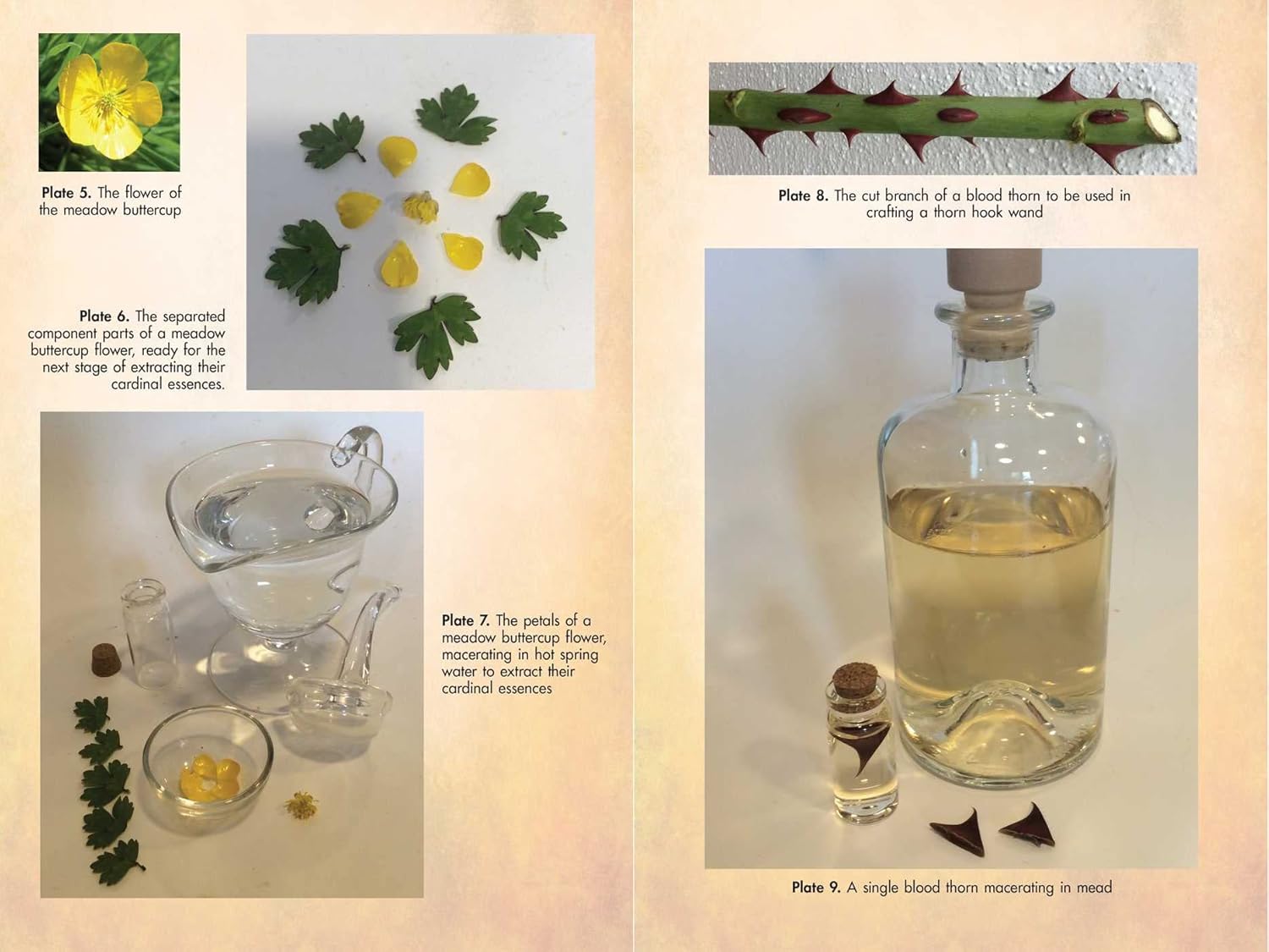 Flower Magic of the Druids