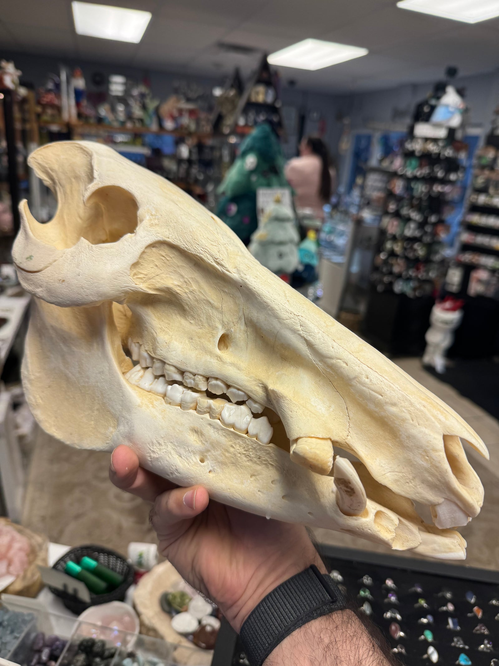African Bushpig Skull | Herkimer Bushpig!