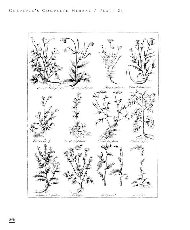Culpeper's Complete Herbal by Nicholas Culpeper