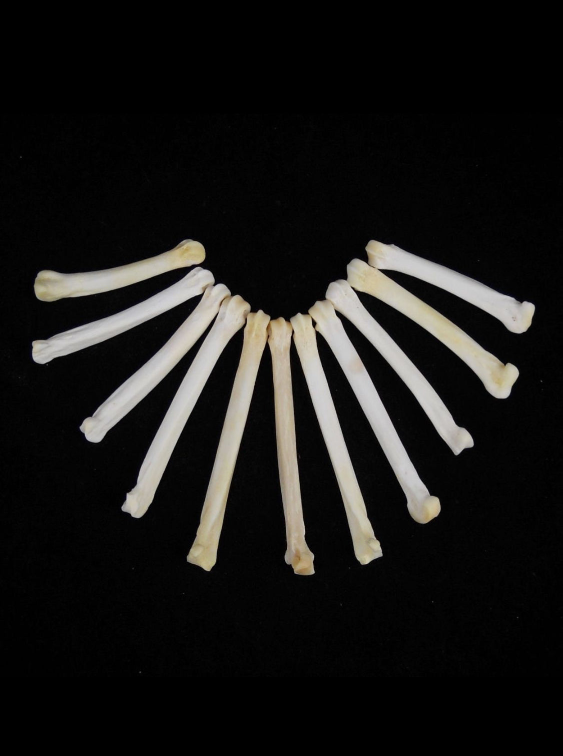 Claws, Jaws, and Such