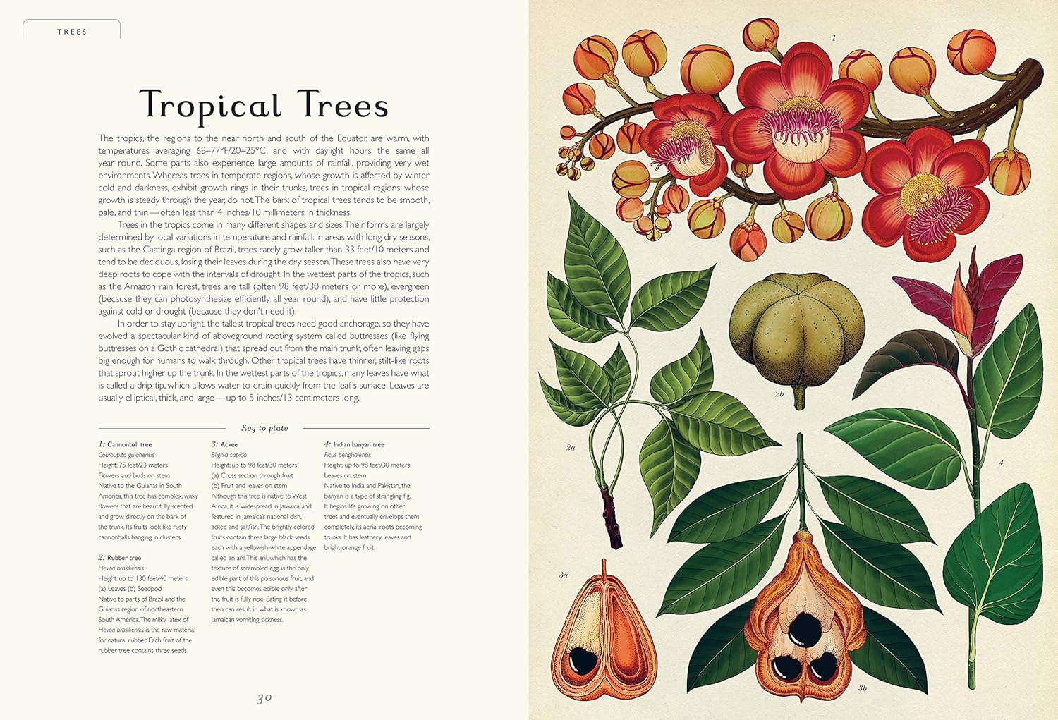 Botanicum: A Stunning Botanical Field Guide for Curious Readers