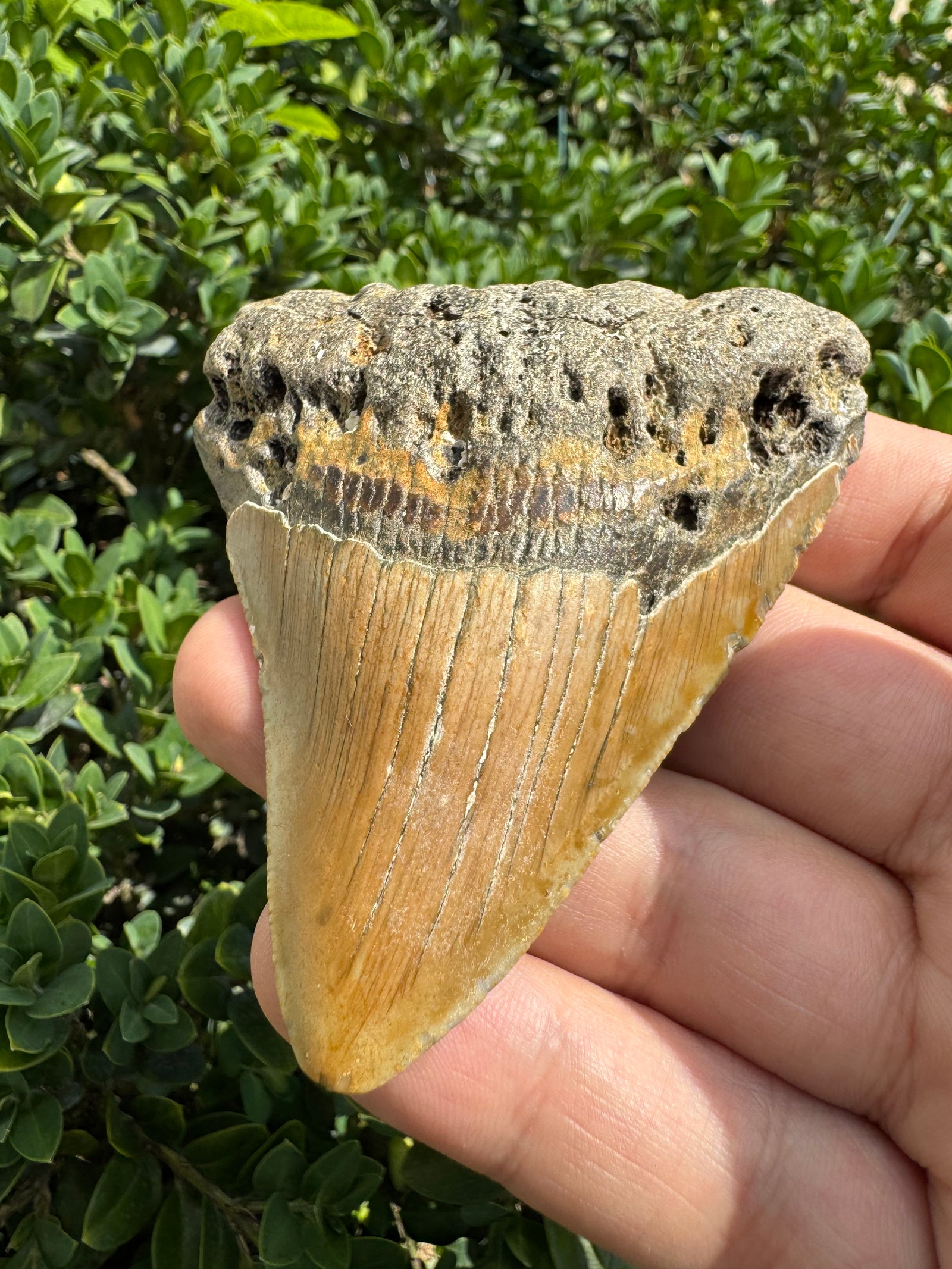 Megalodon Tooth Natural Fossil