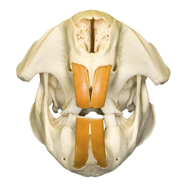 Real North American Beaver Skull