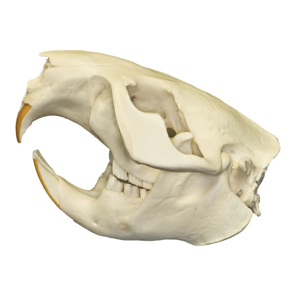 Real North American Beaver Skull