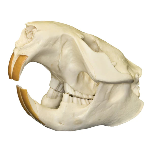 Real North American Beaver Skull