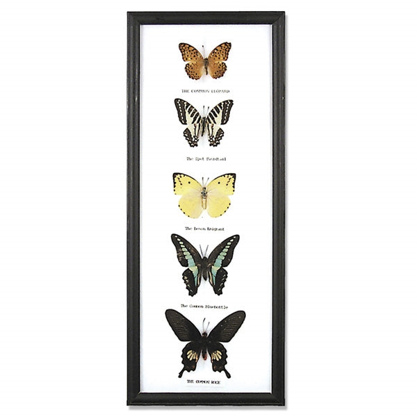 Butterfly Framed Specimens - 5 Butterflies