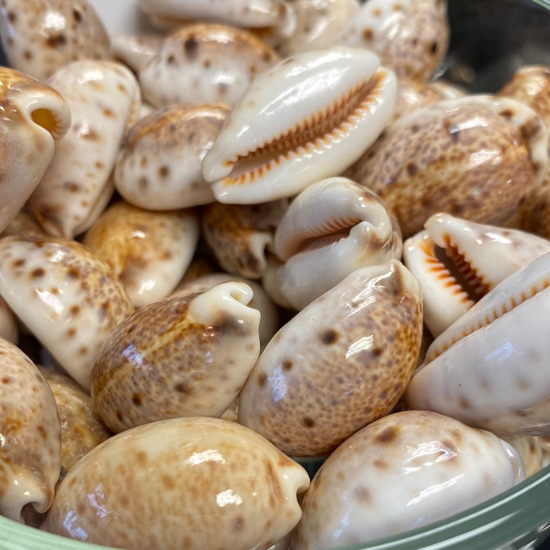 Natural Cowry Shell – Sacred Symbol of Prosperity, & Divine Feminine Energy