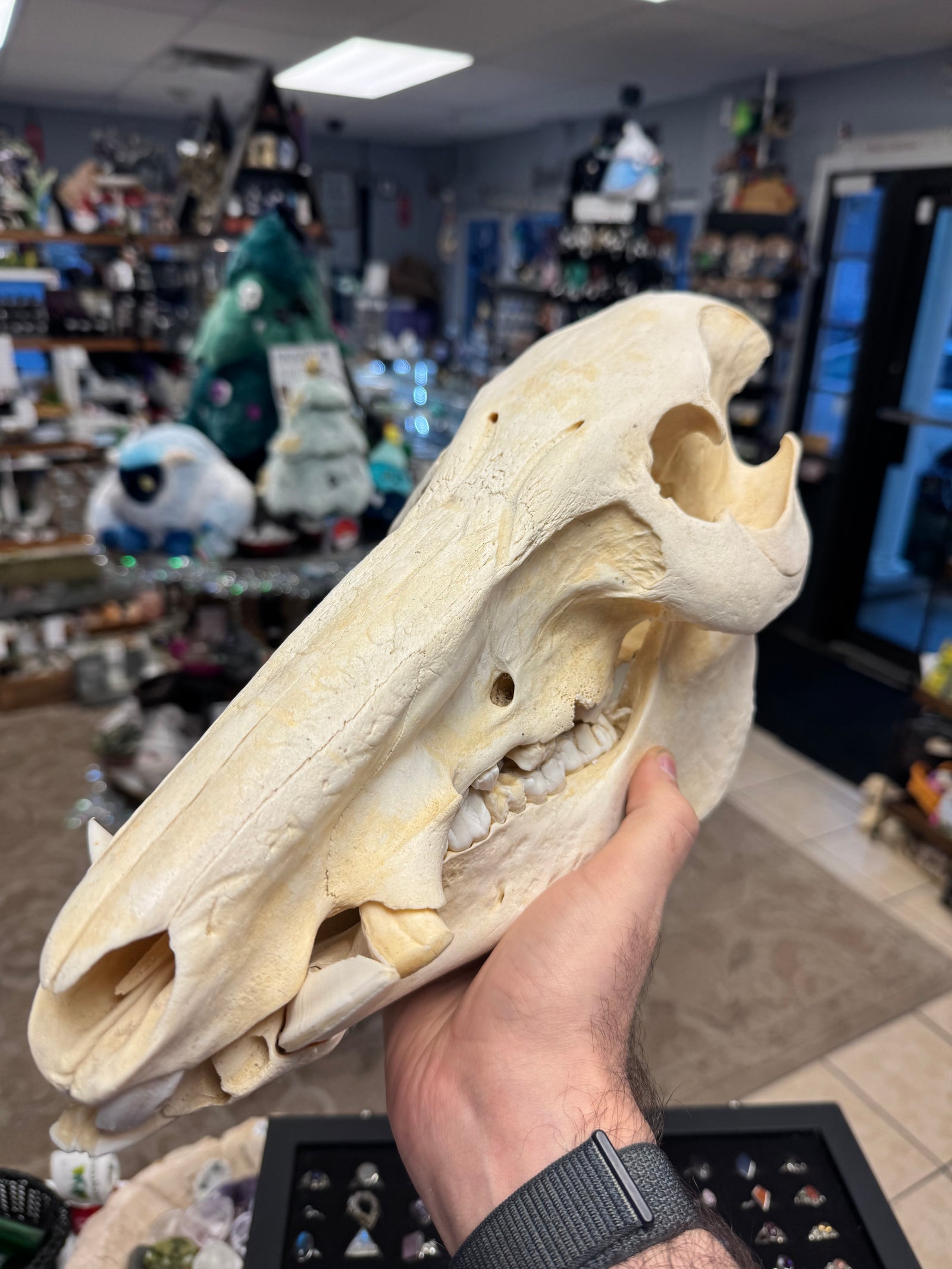 Hand holding a large animal skull with a blurred bar setting in the background