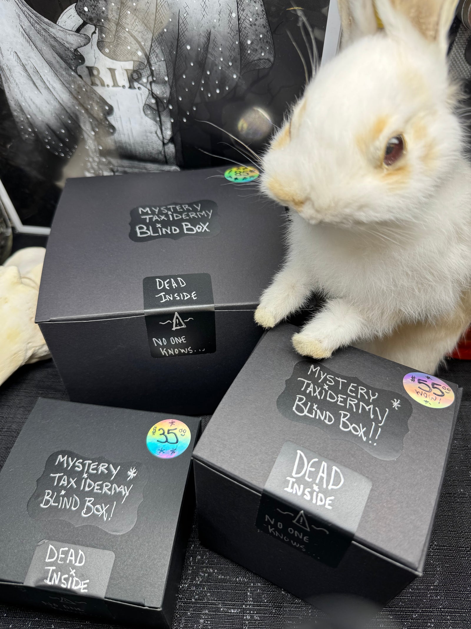 Mystery Taxidermy Boxes! No one knows...