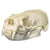 Real American River Otter Skull