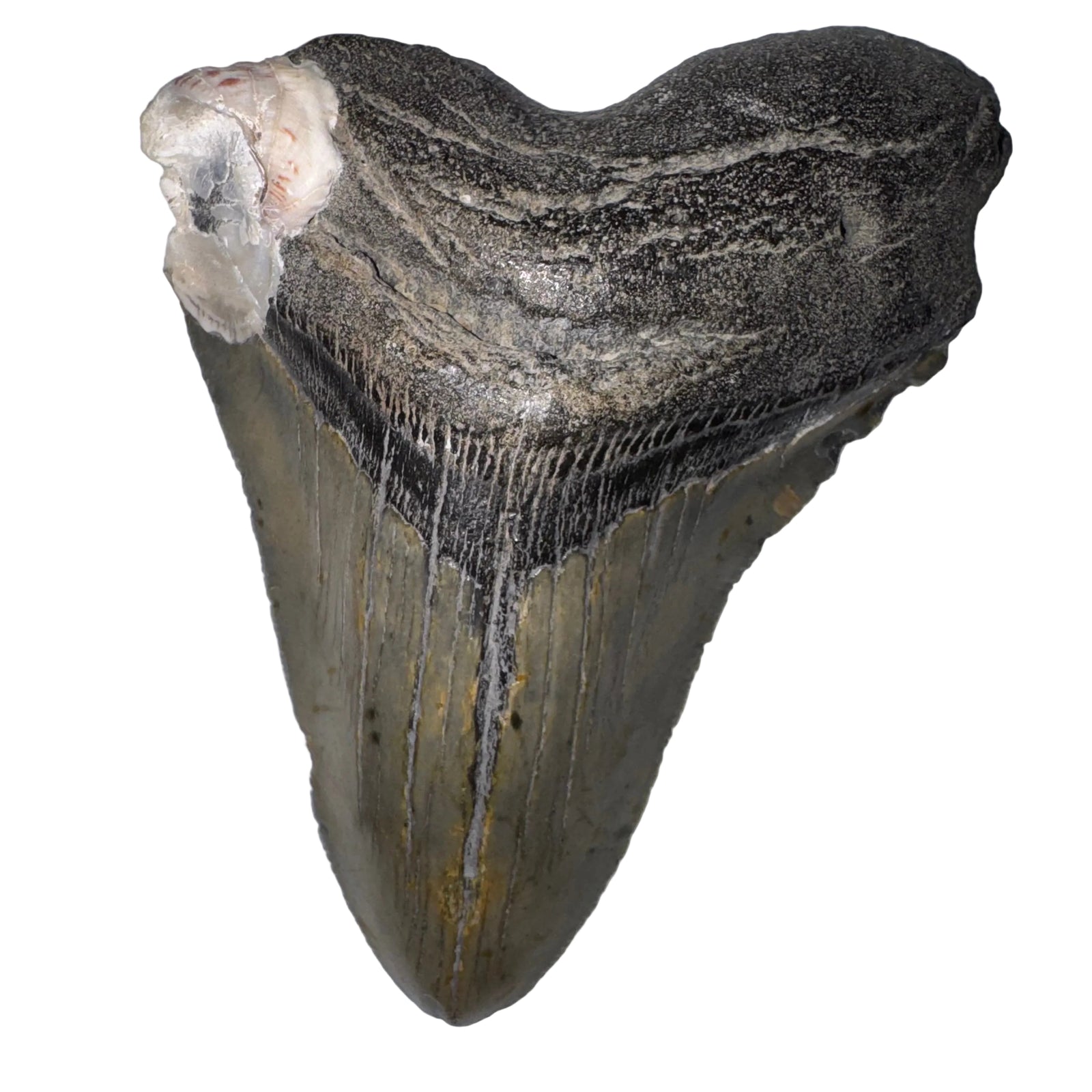 A large prehistoric shark tooth fossil, likely a megalodon, displayed against a plain light gray background.