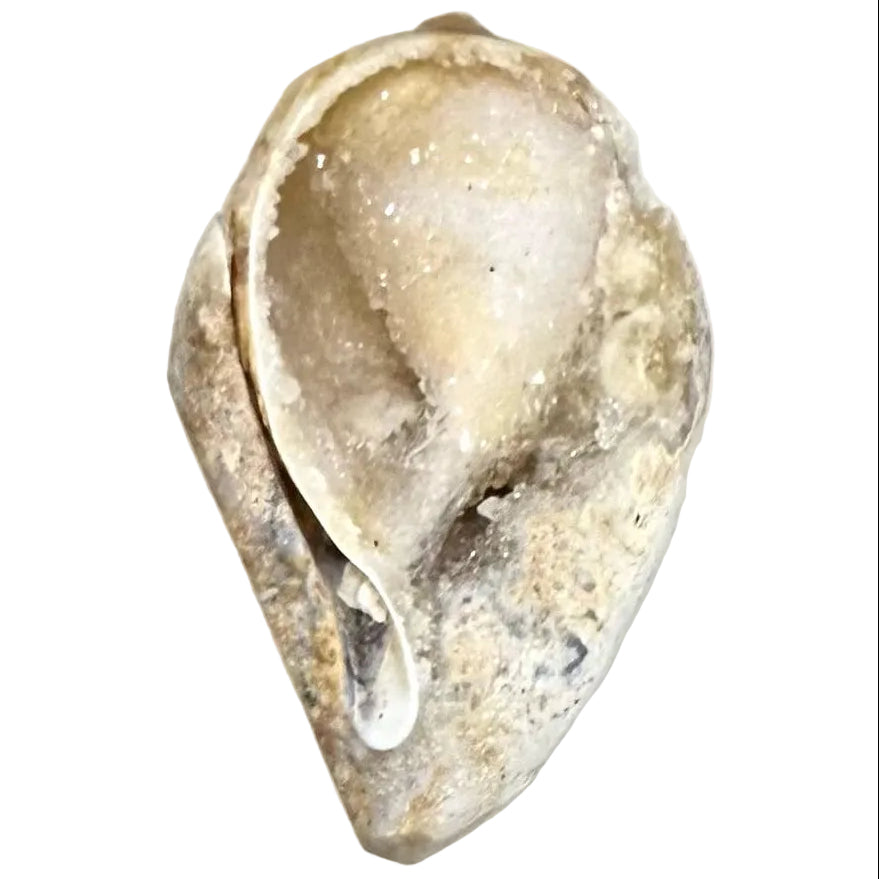 Spiralite Fossil Shell with Druz