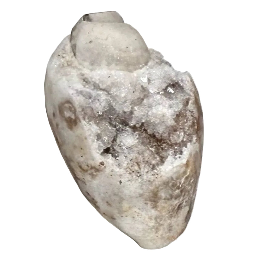 Spiralite Fossil Geode Shell with Quartz Druzy