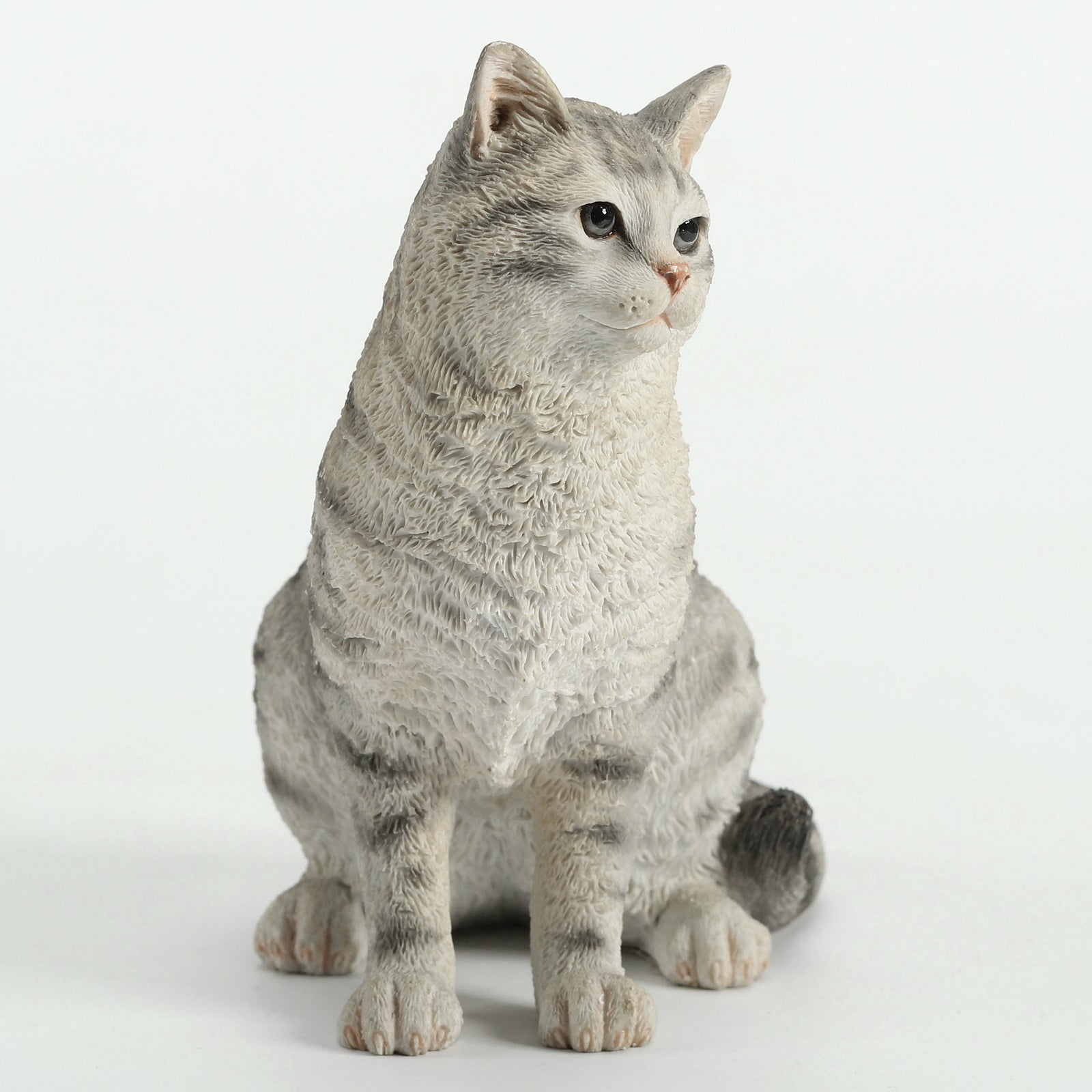 American Shorthair Tabby - Spotted Gray