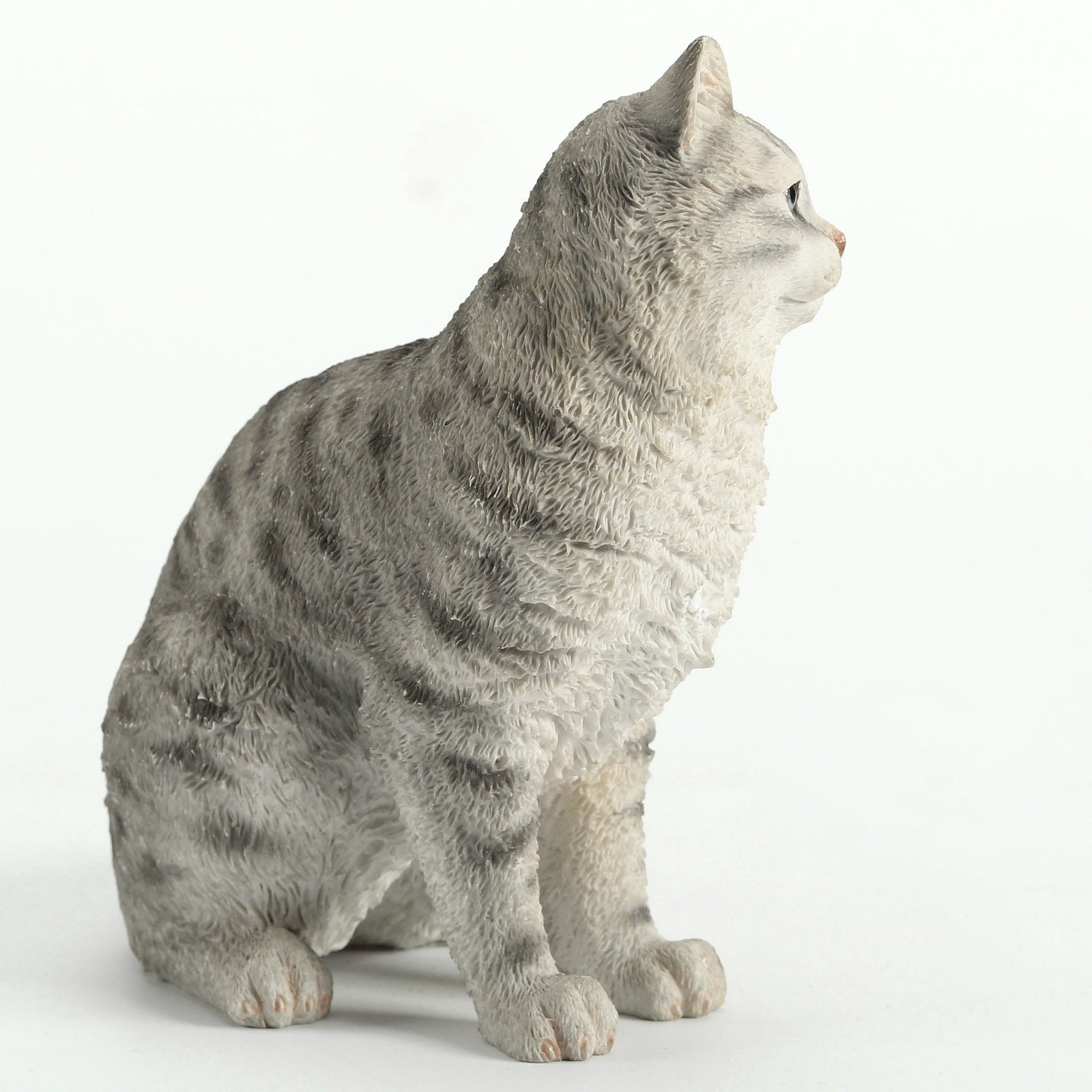 American Shorthair Tabby - Spotted Gray