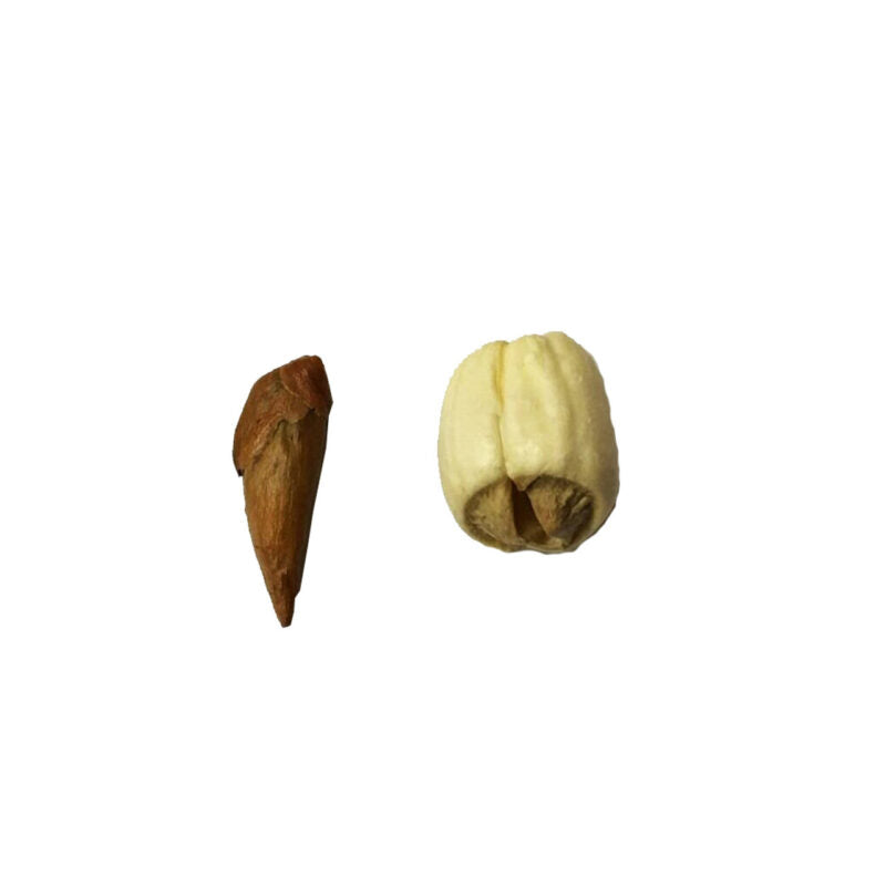 Pair Of Adam and Eve Root