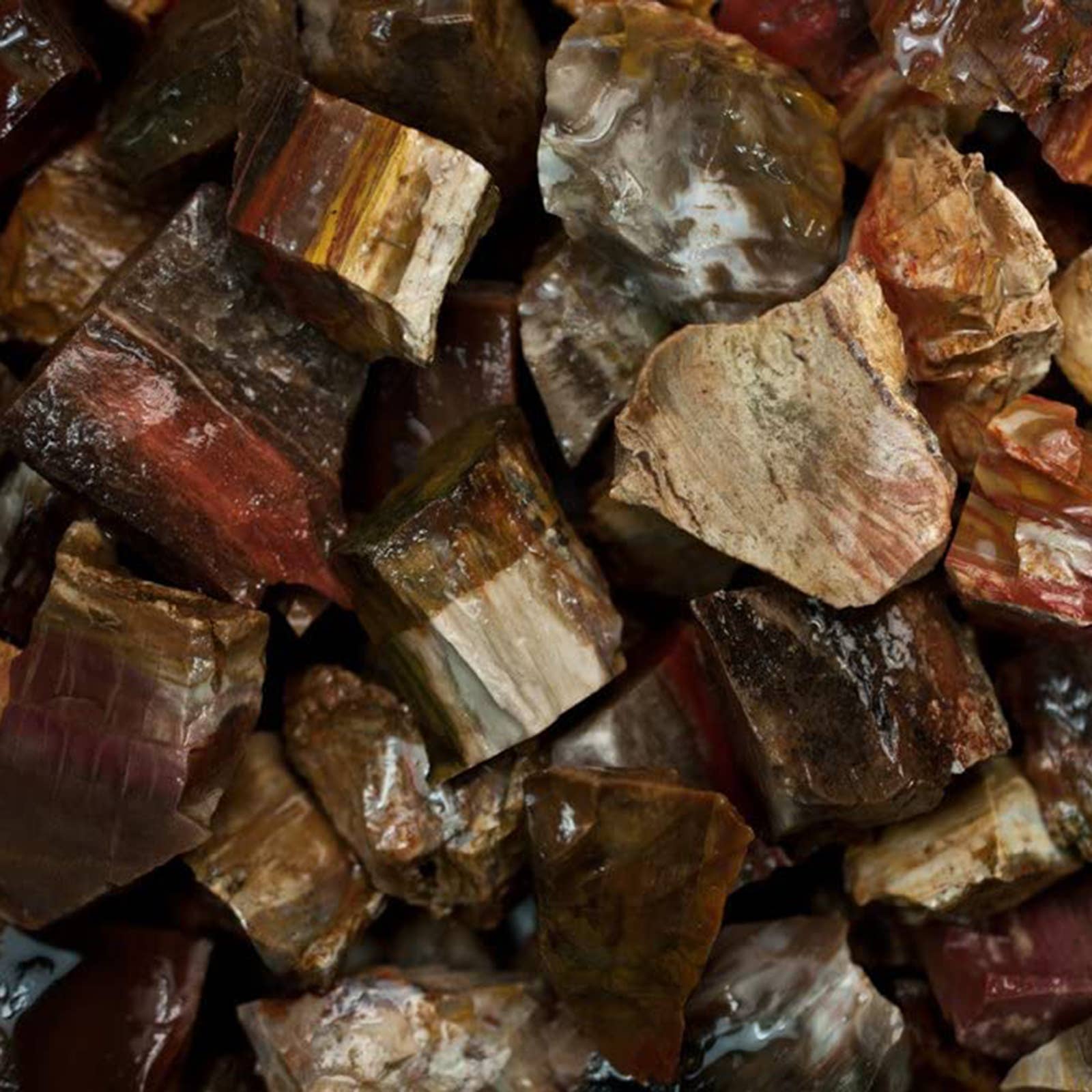 Petrified Wood Natural Gemstone