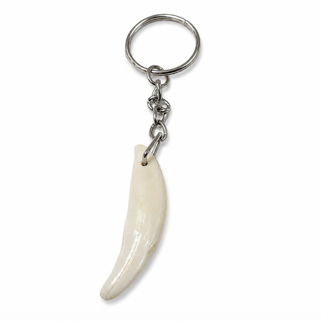 Coyote Tooth Keychain