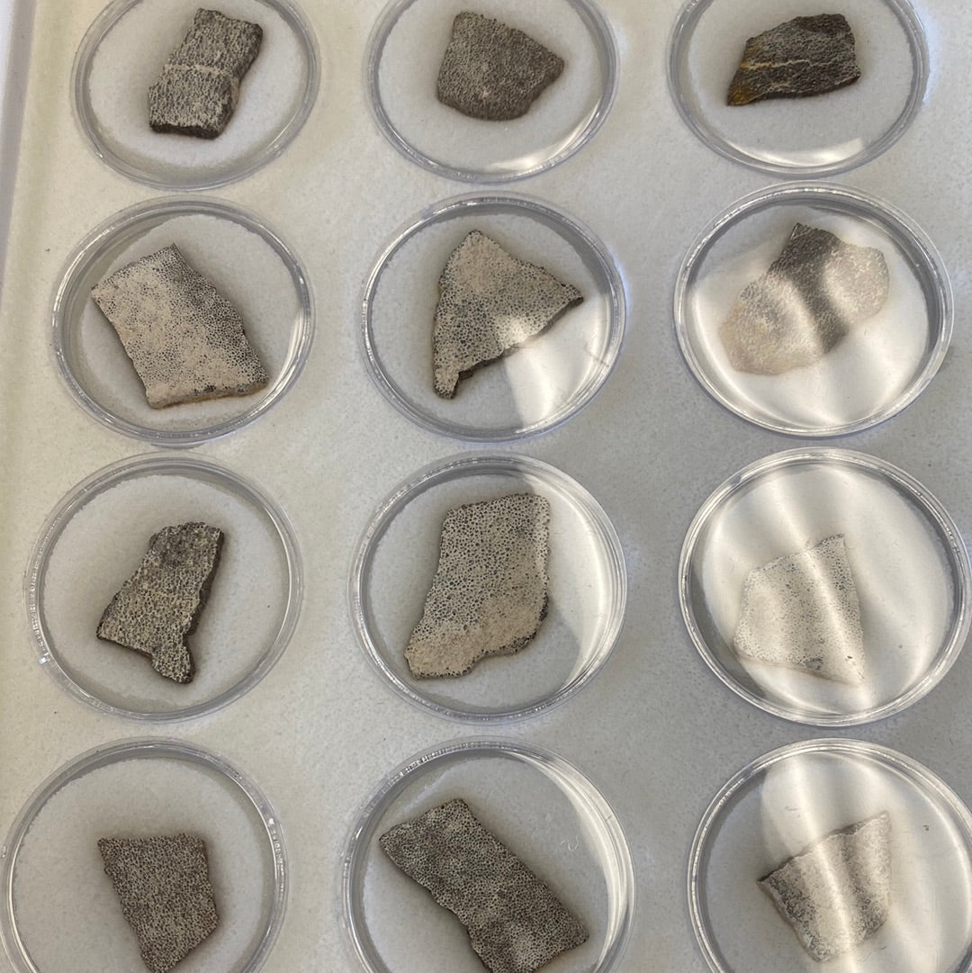 Cool Fossil Special!