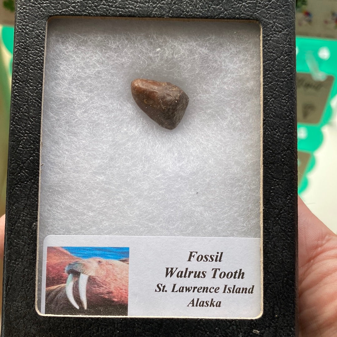 Walrus Tooth Natural Fossil
