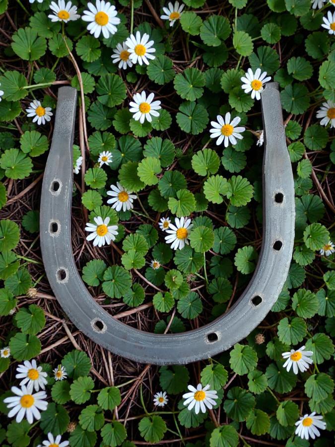 Real Iron Horseshoe | Lucky Protection Charm for Home & Altar