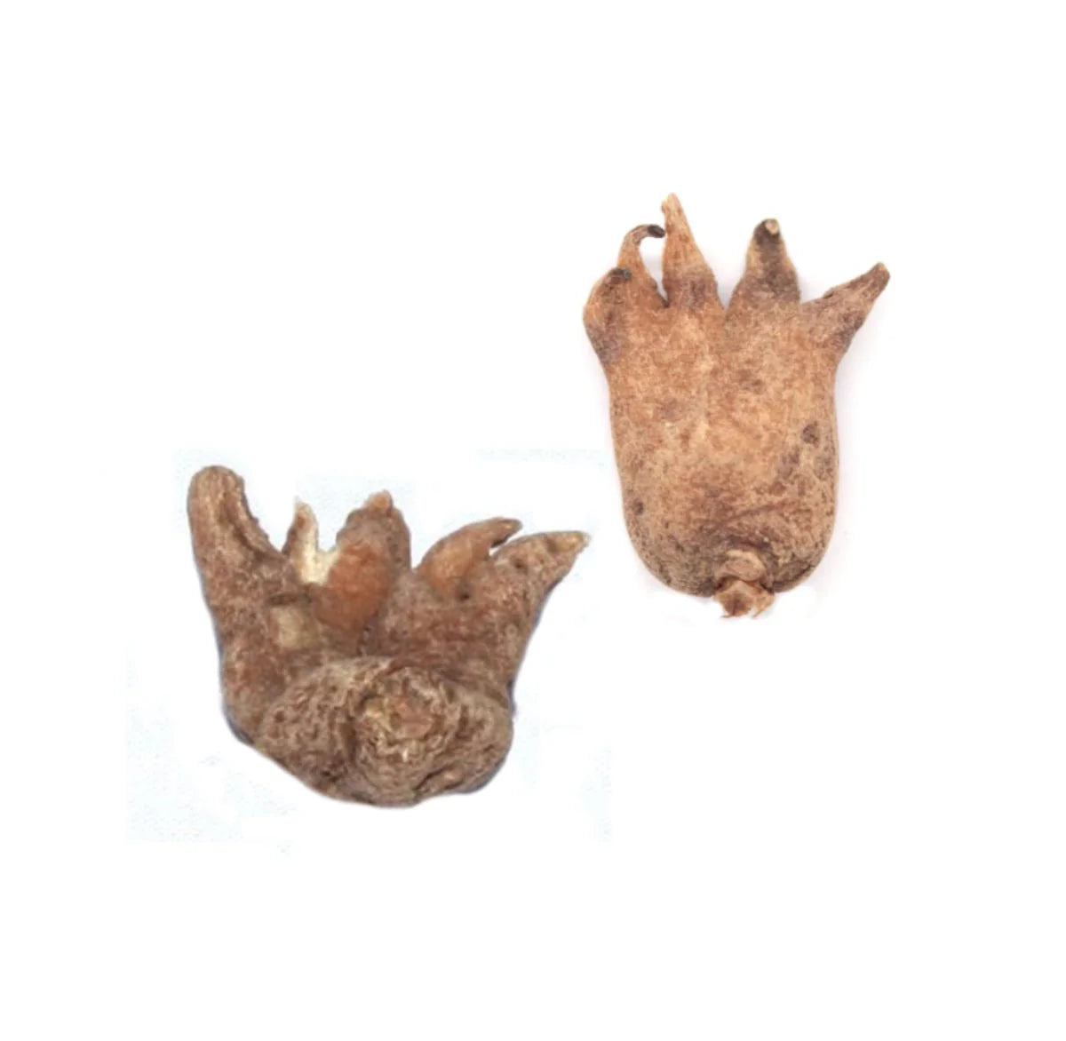 Lucky Hand Root (Hand of Power): Luck, Money & Success