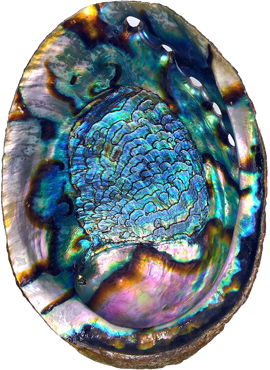 Abalone Shell for Smudging and Crystals