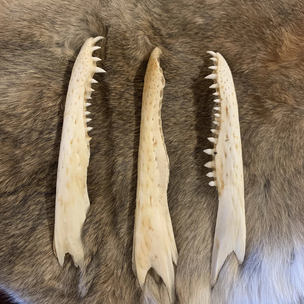 Claws, Jaws, and Such