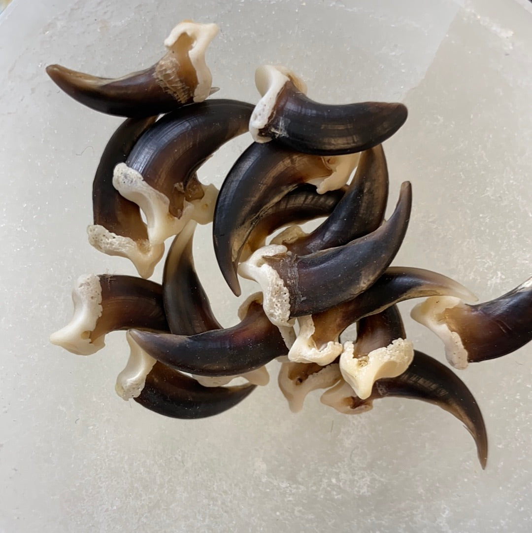 Claws, Jaws, and Such