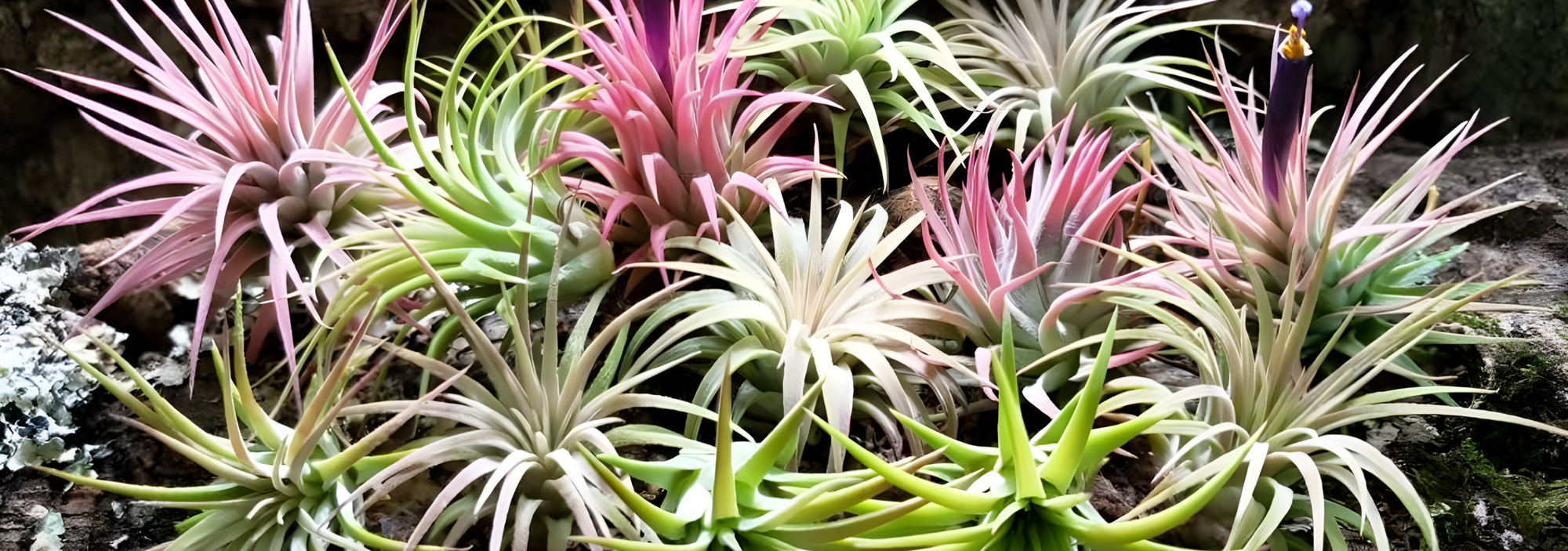 Comprehensive Guide to Air Plant Care: Ensuring Optimal Growth and Health