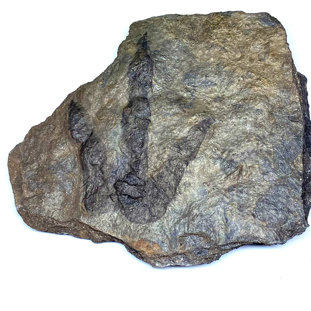 Discovering the Grallator: An Exciting Find in the World of Paleontology