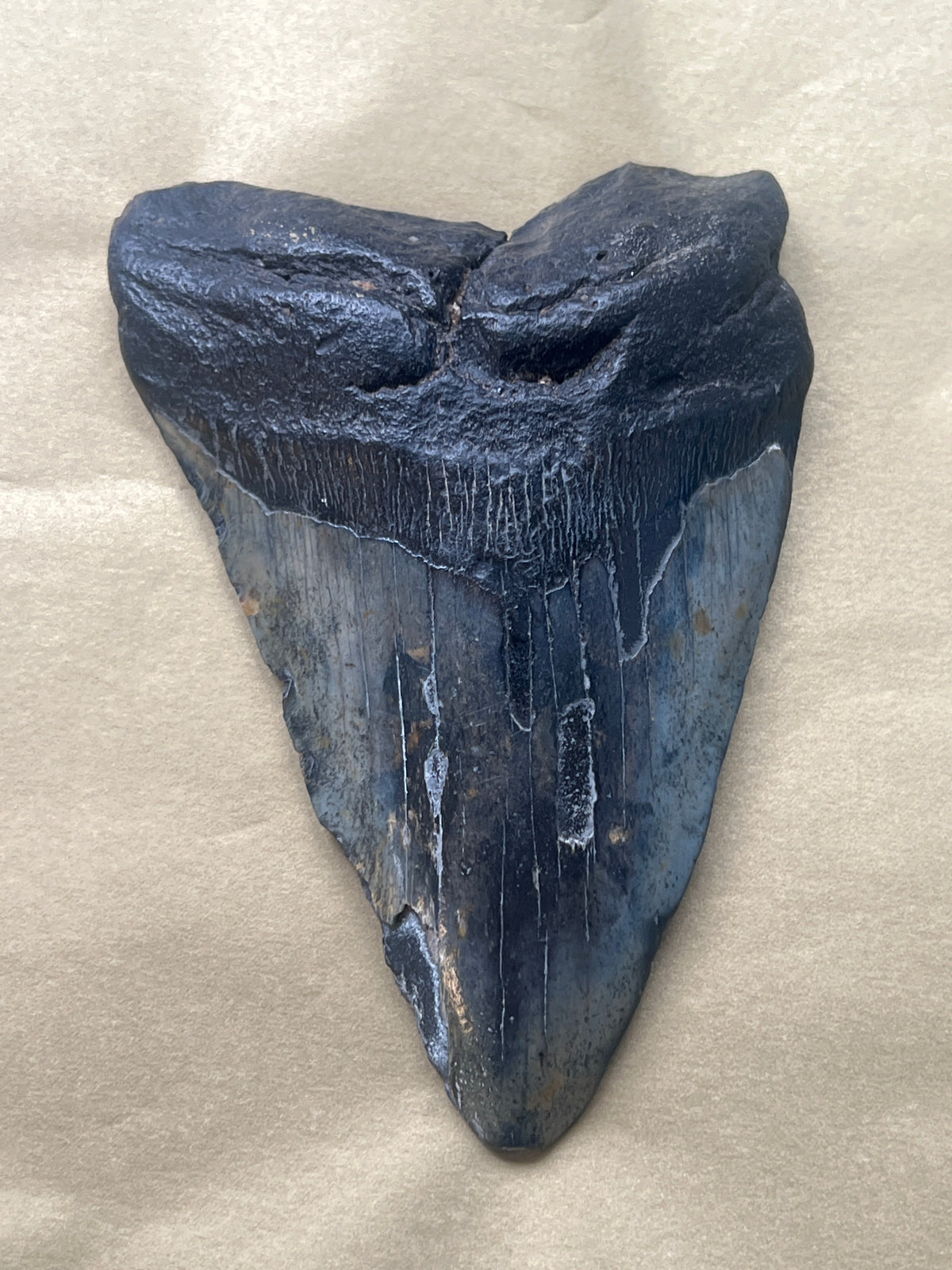 Megalodon Tooth Natural Fossil