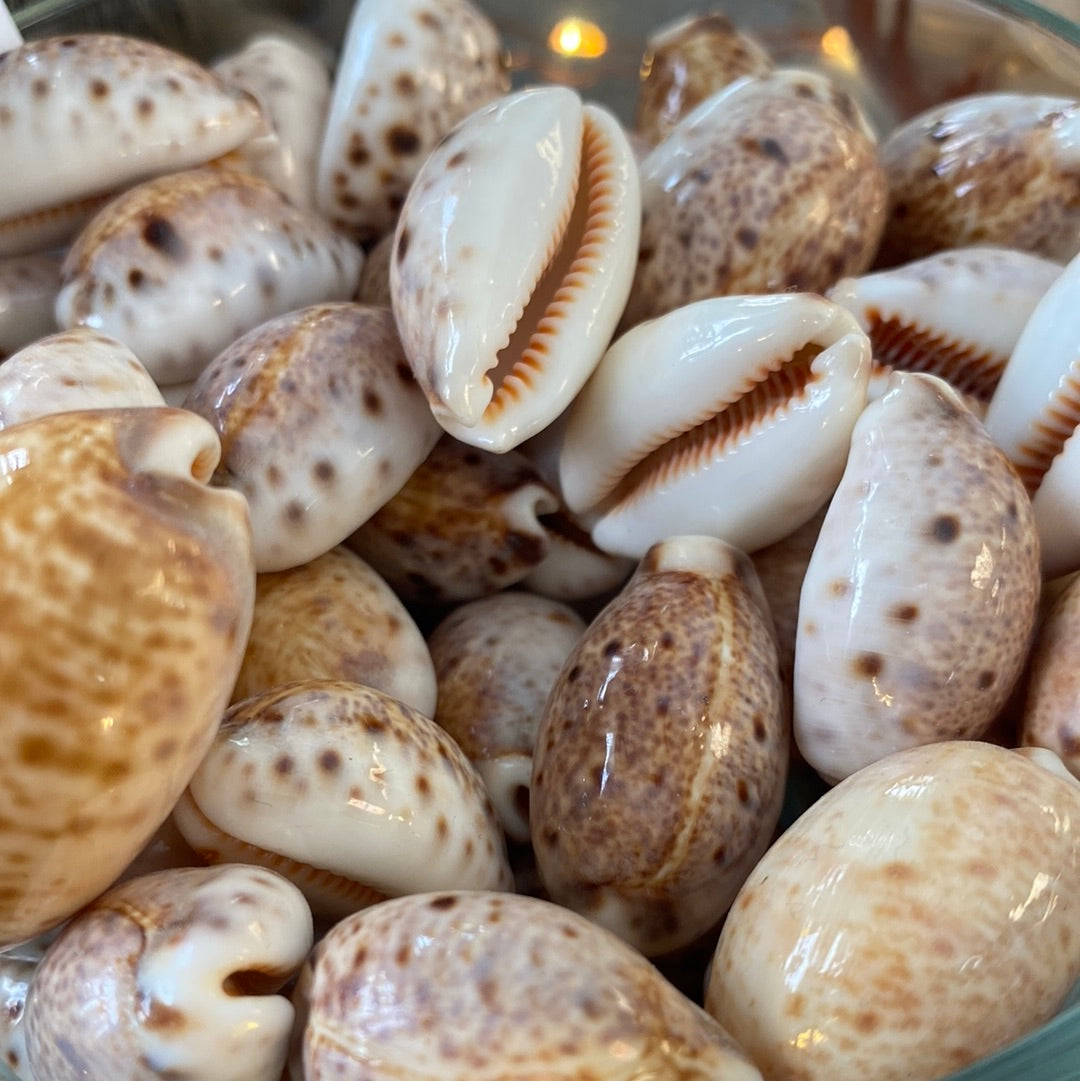 Natural Cowry Shell – Sacred Symbol of Prosperity, & Divine Feminine Energy