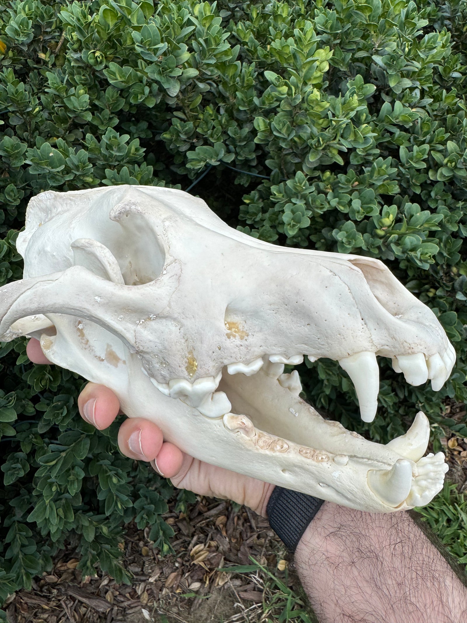 Real Alaskan Grey Wolf Skull | Canis Lupus Carrion Specimen – 10.5”