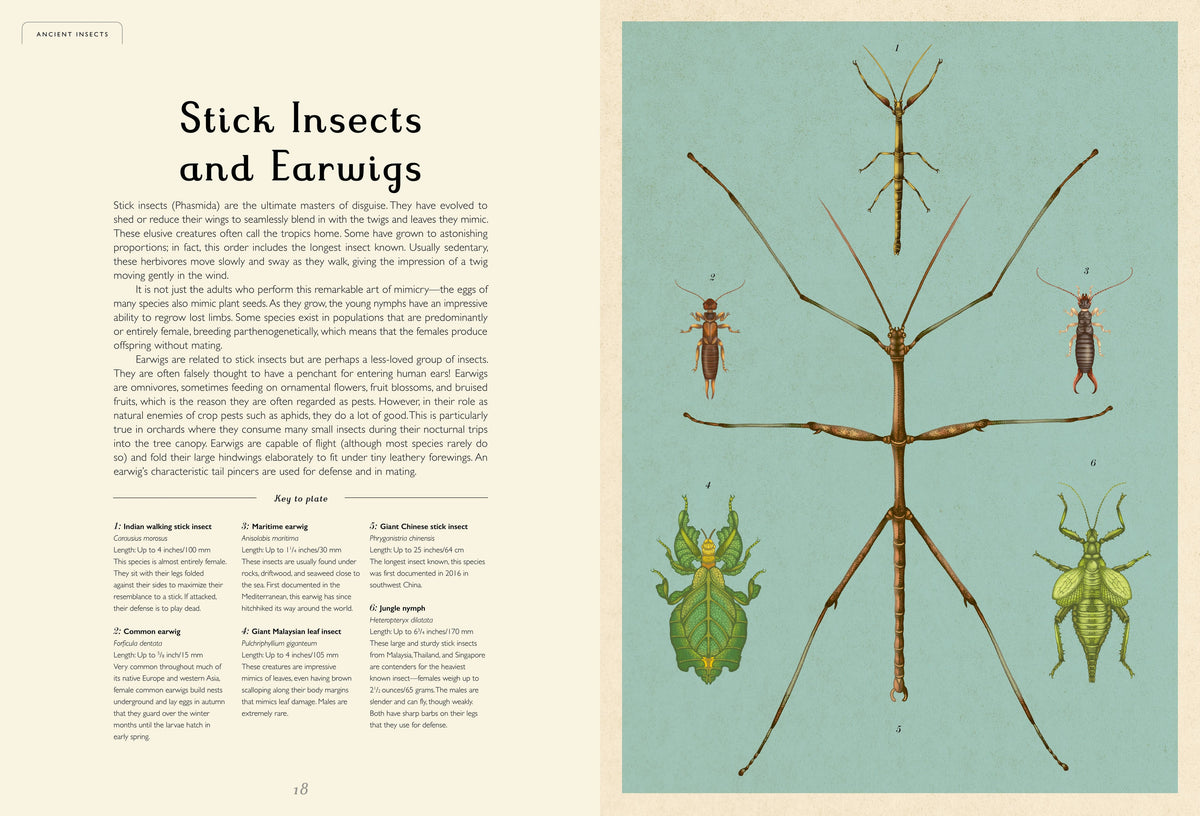 Insectarium: A Captivating Illustrated Guide to the World of Bugs