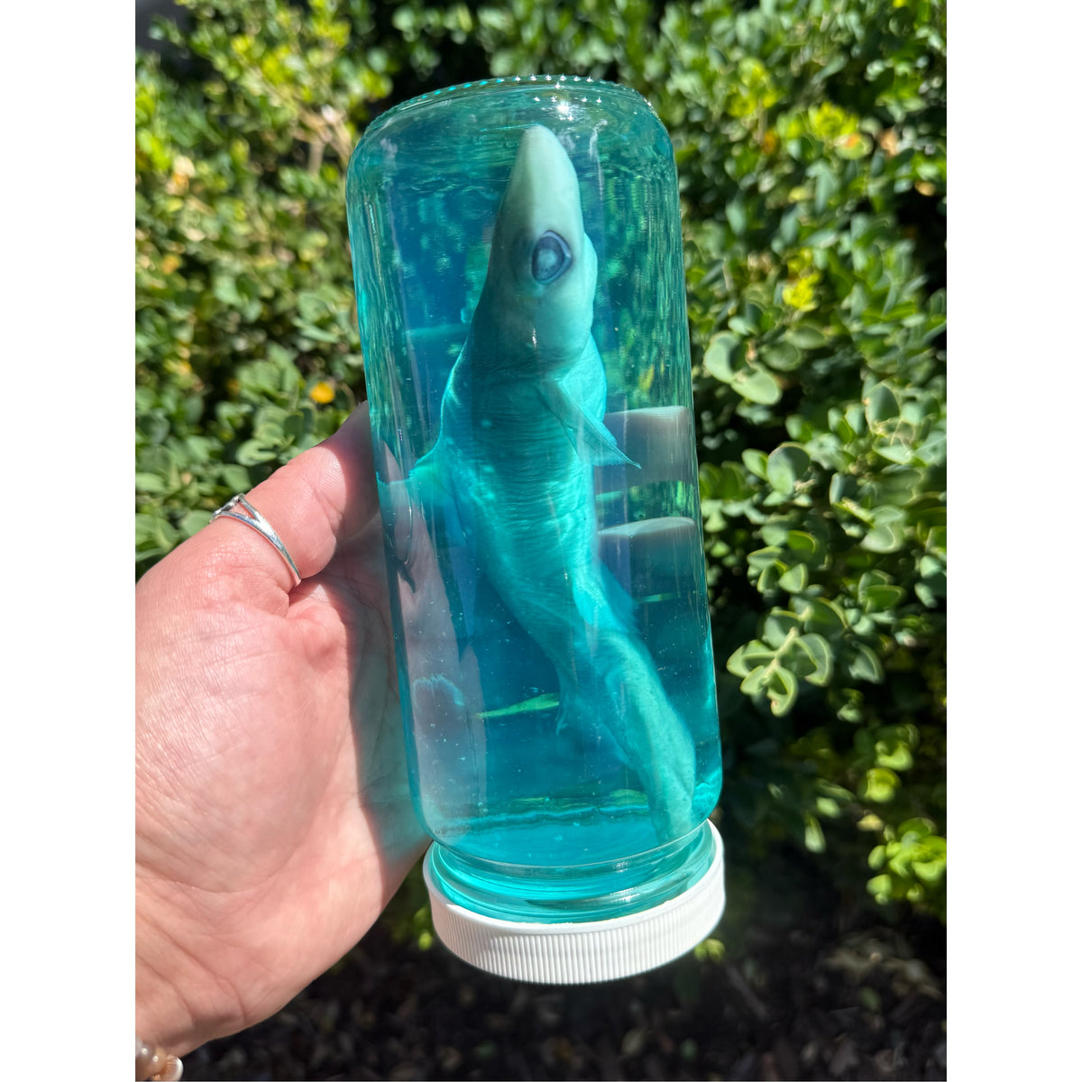 Baby Shark Wet Specimen