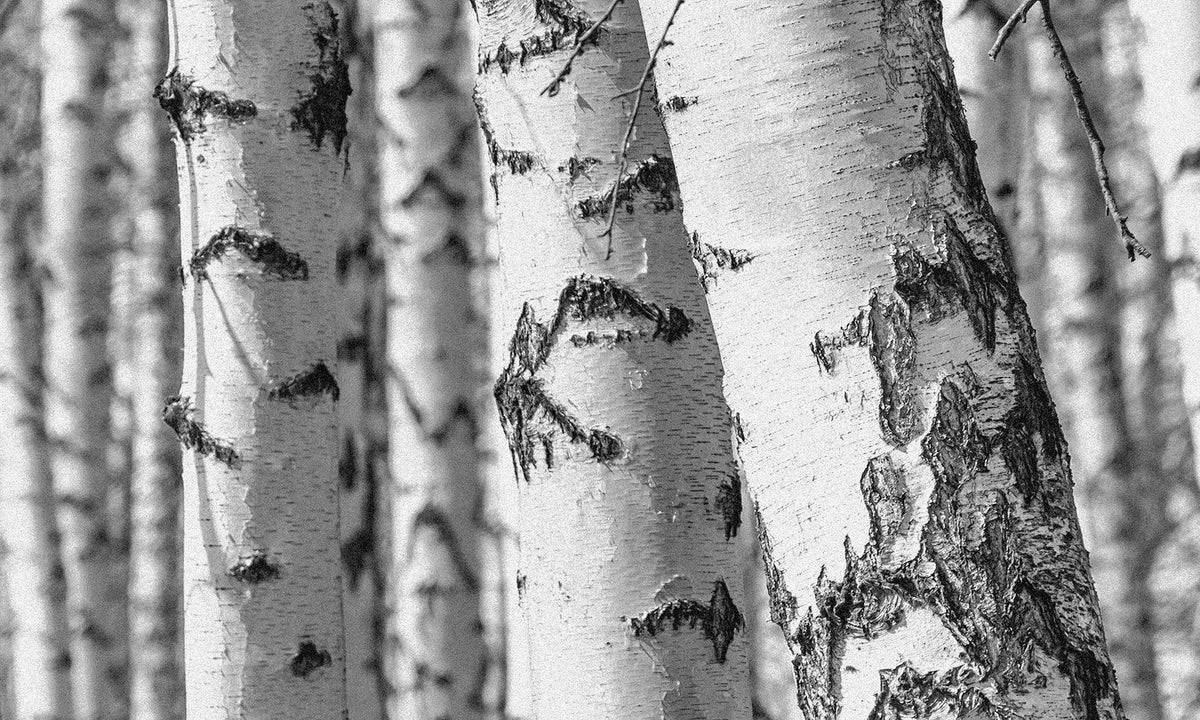 16 oz Butter Jar Candle: Silver Birch