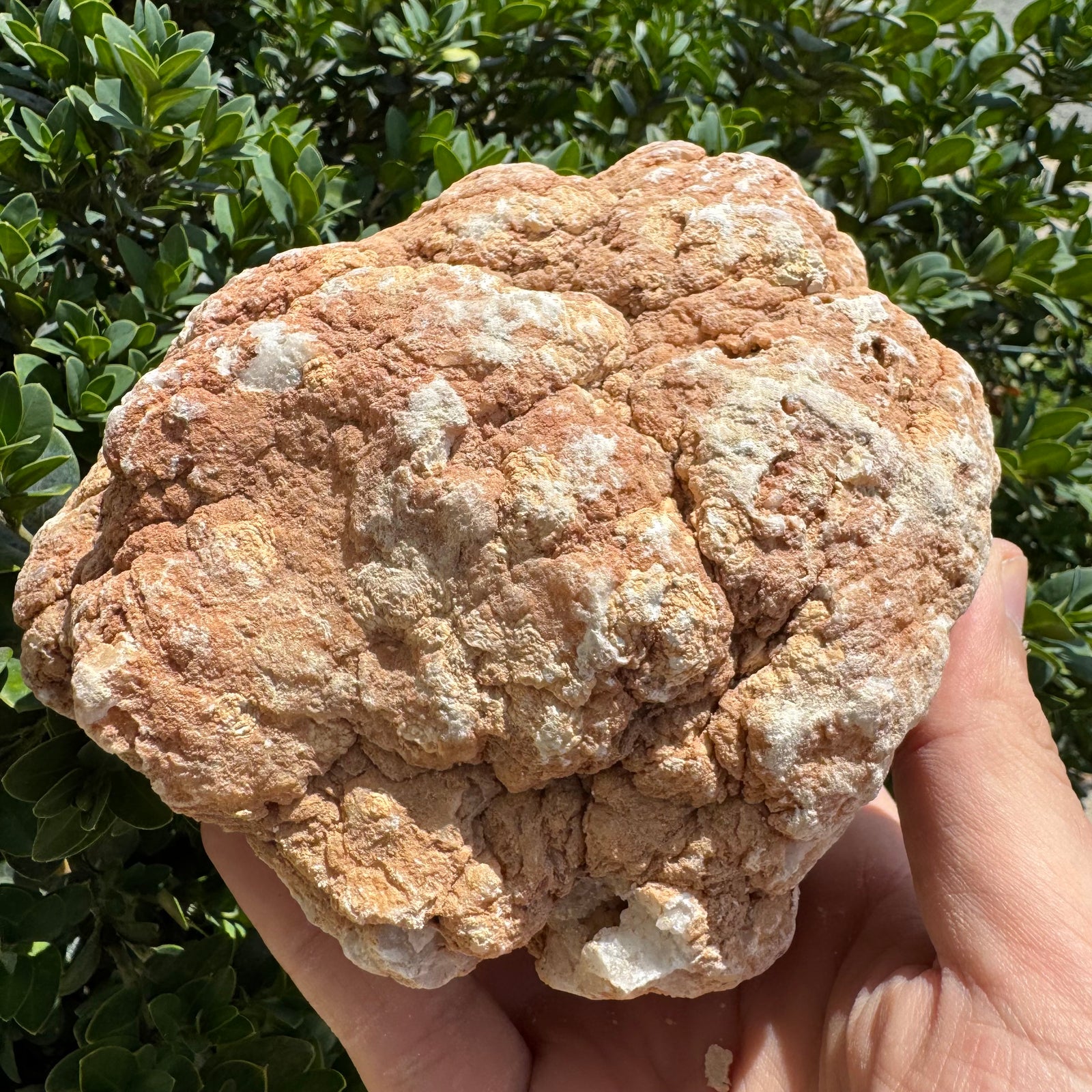 Hand holding a large, textured stone against a green leafy background