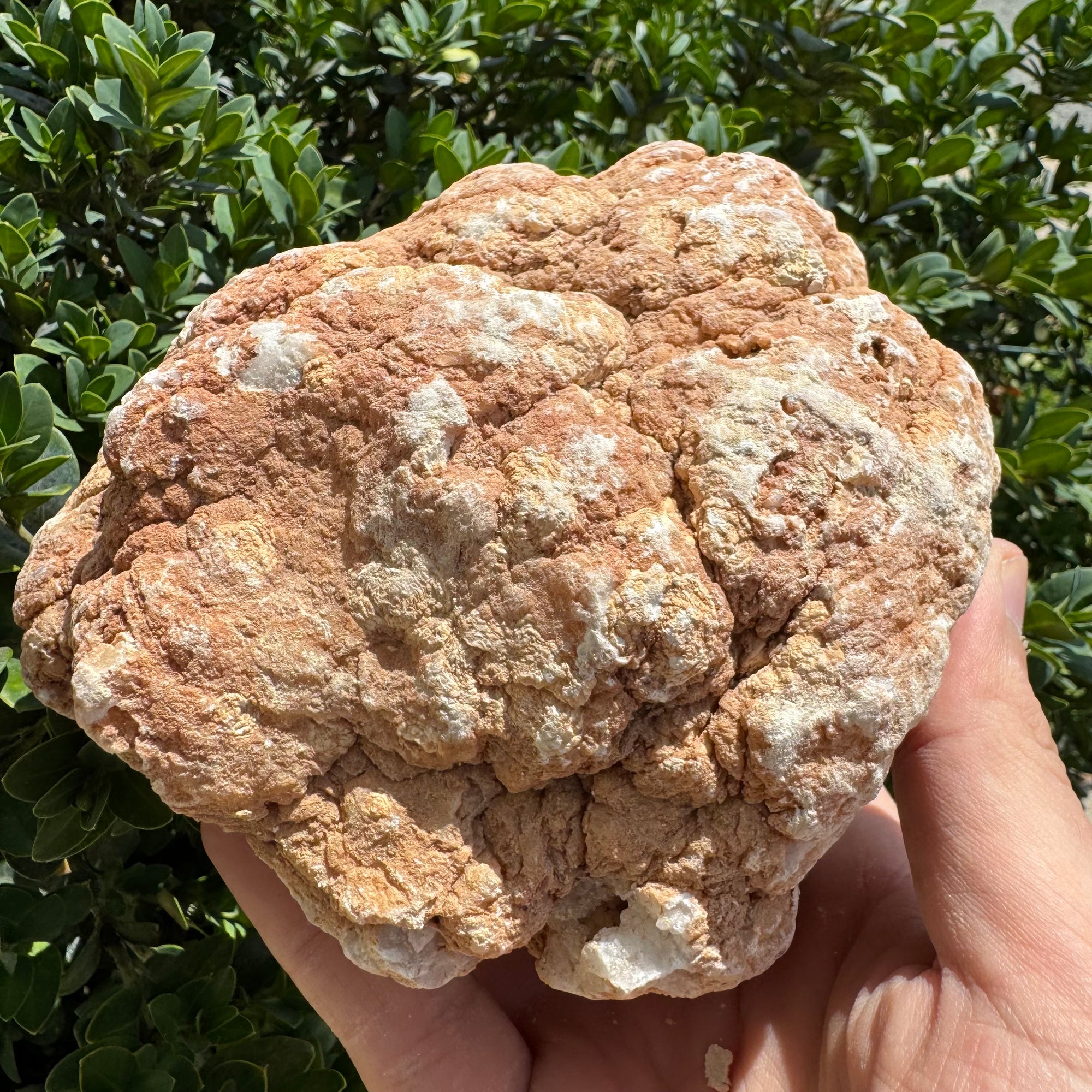 Hand holding a large, textured stone against a green leafy background