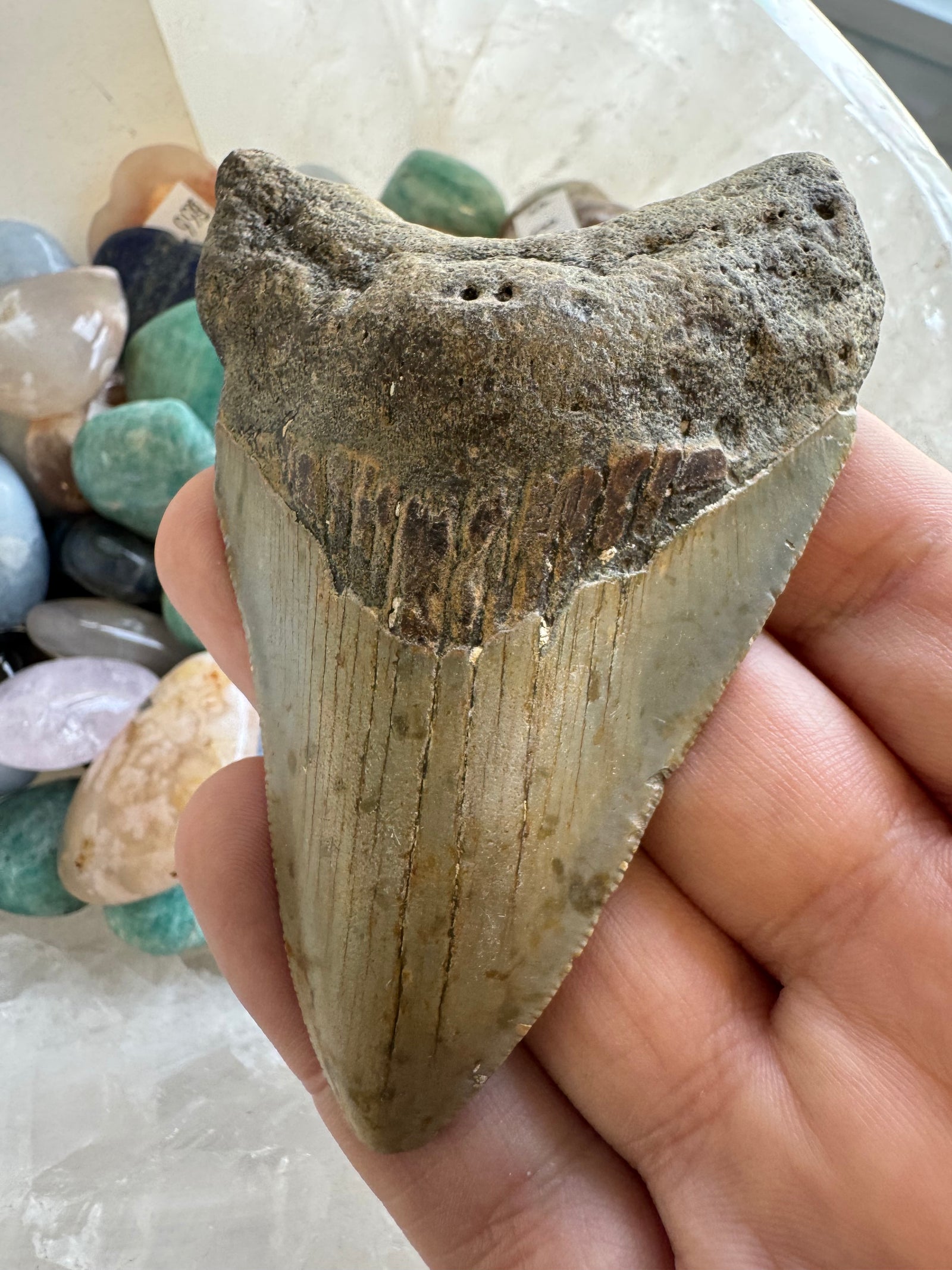 Hand holding a large megalodon tooth against a background of smaller stones.