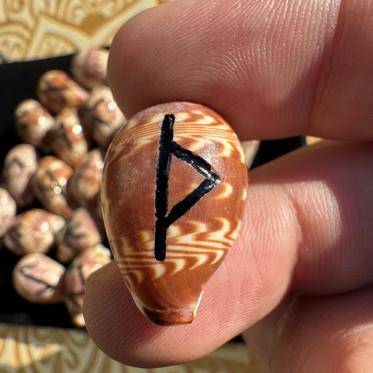 Cowrie Shell Rune Set of 25 – Hand-Engraved Natural Shell Runes