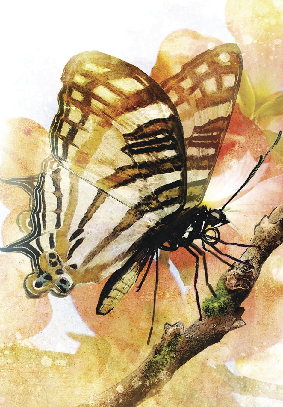 Butterfly Transformations Affirmation Cards – Inspire Courage, Growth & New Beginnings