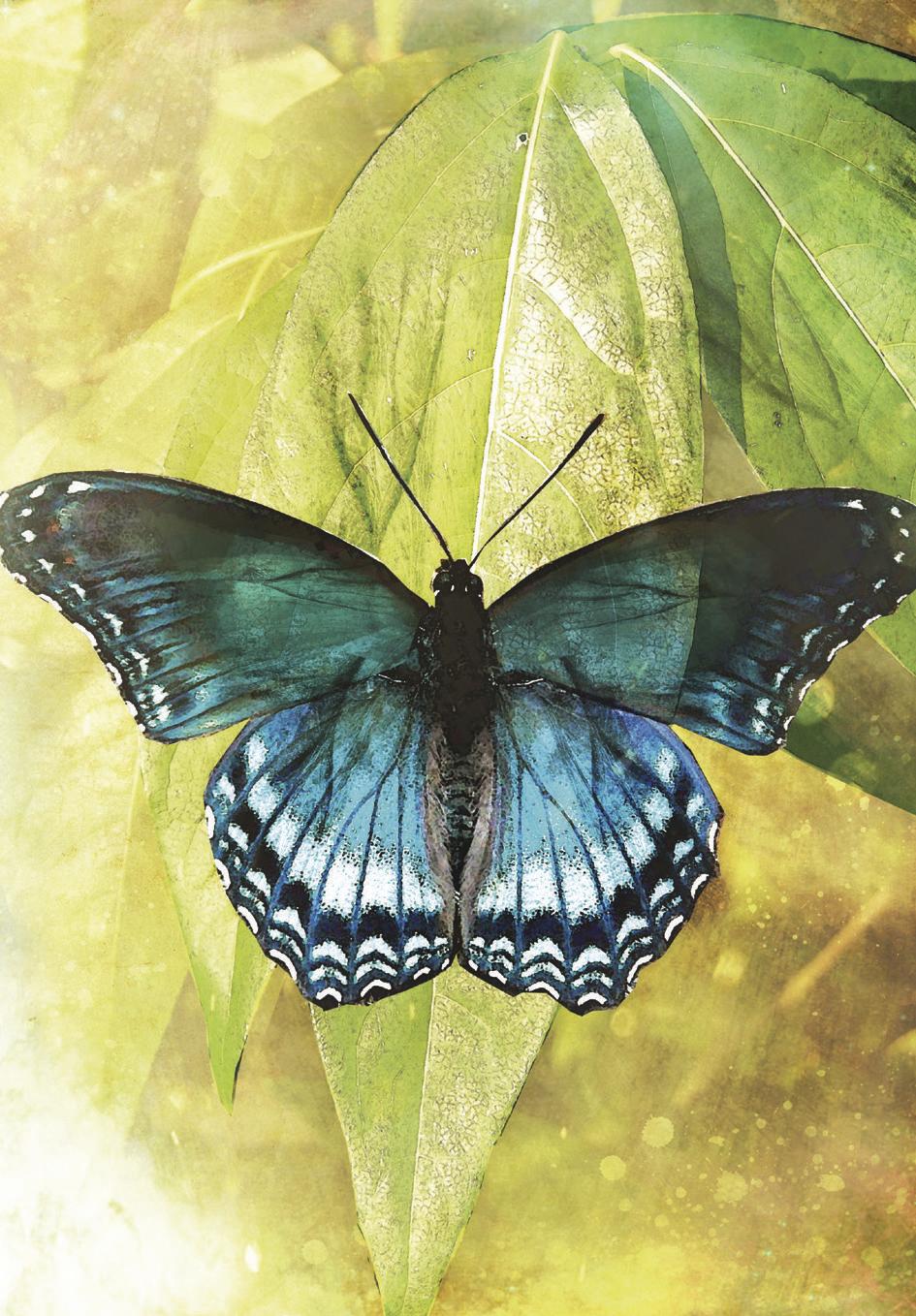 Butterfly Transformations Affirmation Cards – Inspire Courage, Growth & New Beginnings