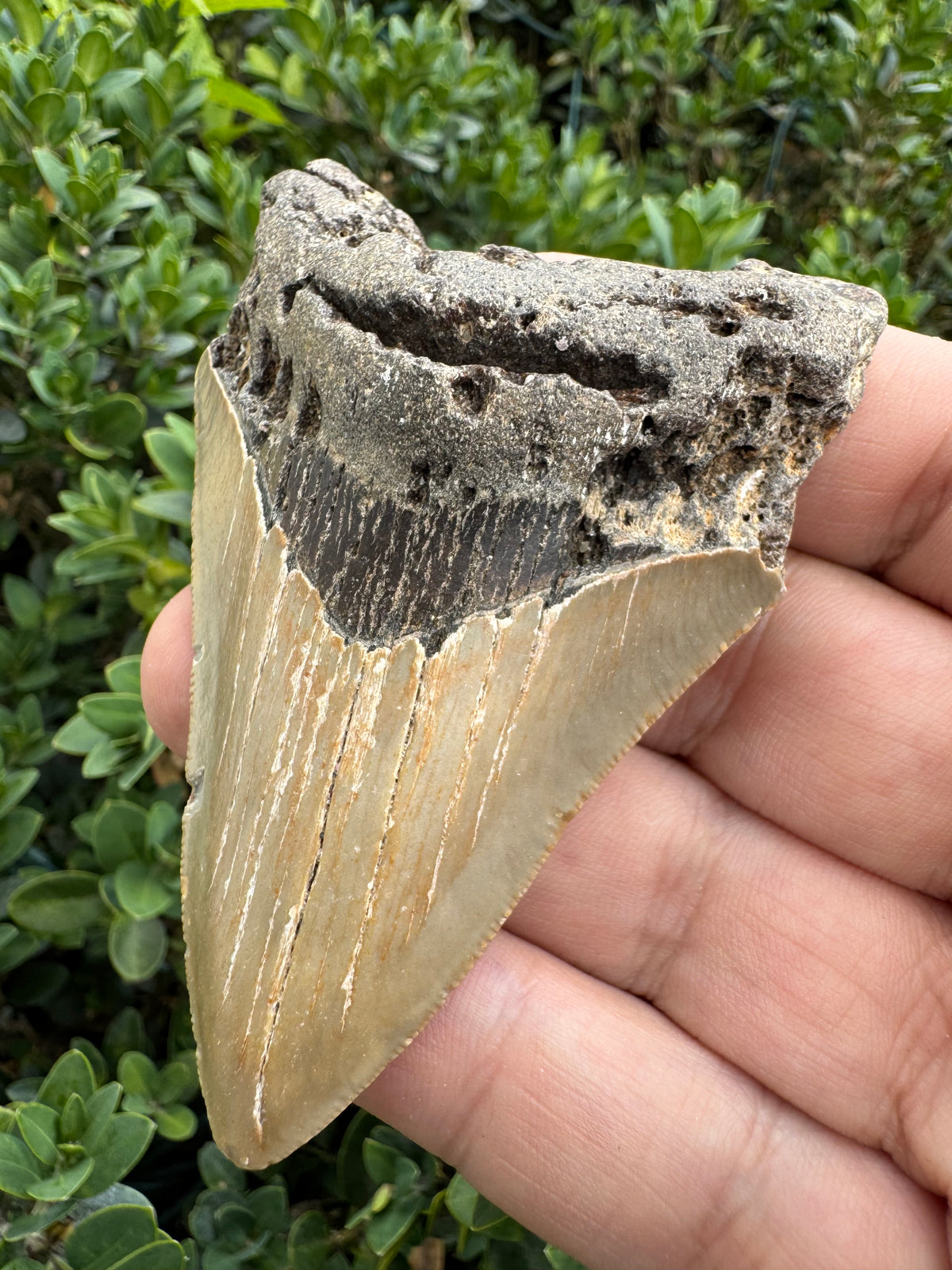 Megalodon Tooth Natural Fossil