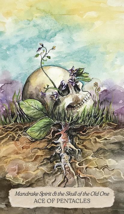 Ace of Pentacles card, Mandrake Spirit & the Skull of the Old One, from Bonestone & Earthflesh Tarot