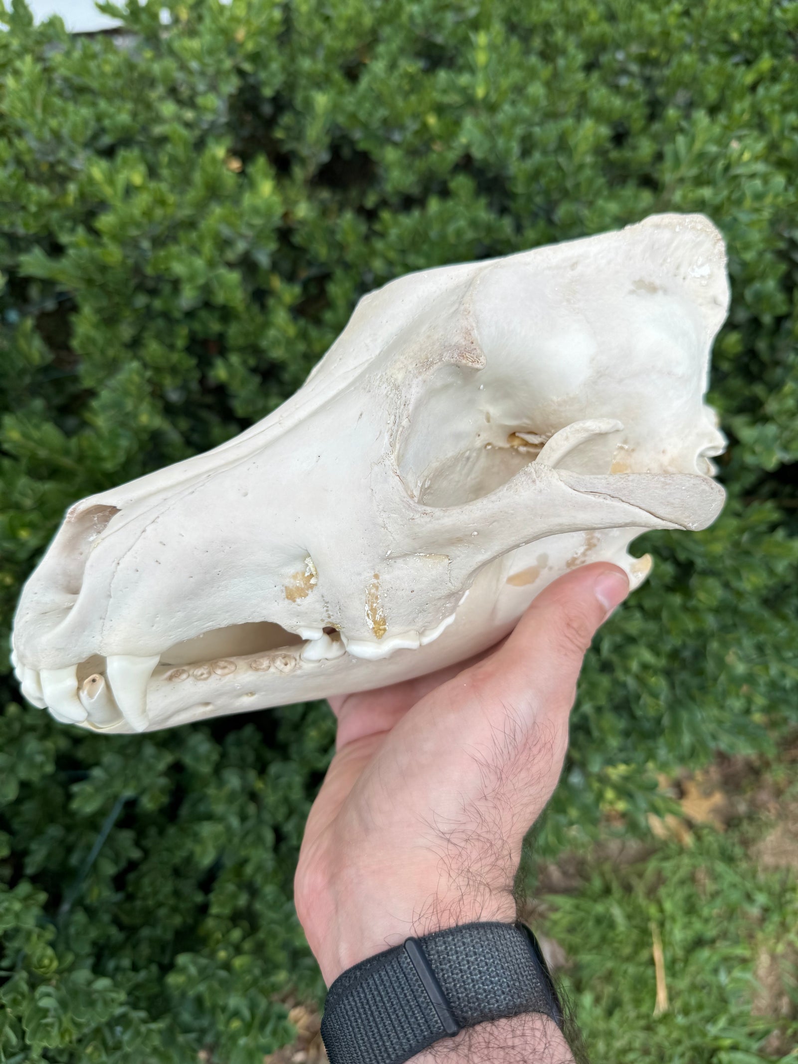 Real Alaskan Grey Wolf Skull | Canis Lupus Carrion Specimen – 10.5”