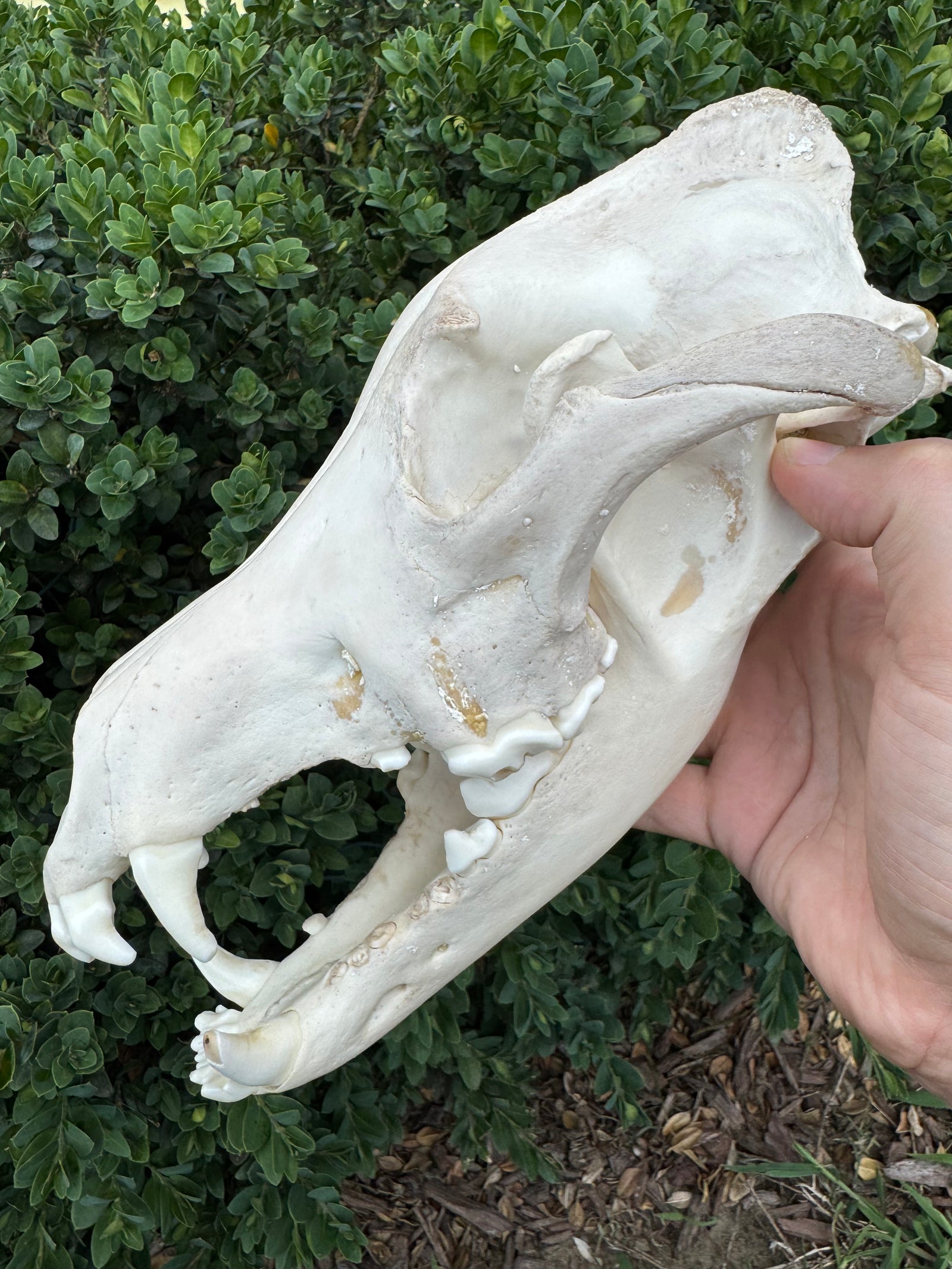 Real Alaskan Grey Wolf Skull | Canis Lupus Carrion Specimen – 10.5”